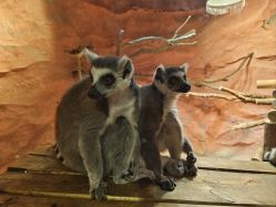 -Zoolung Zoolung动物主题公园(海信广场店)