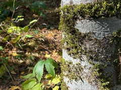 -五营红松林海景区