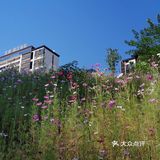 礼嘉龙湖两江新宸•云岭旁边公园陡坡上的美丽小花海！