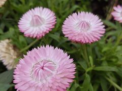 -桃花涧