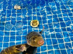 -渔人码头(中南店)