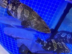 -威海海鲜王(窑头路店)