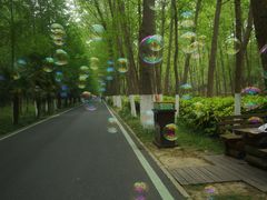 -合肥滨湖国家森林公园