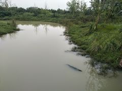 -中国扬子鳄村