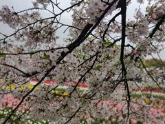 -苏州上方山国家森林公园
