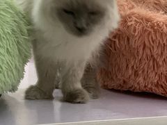 -喵的天空名猫咖啡馆·撸猫·猫舍·用品