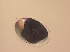 -和它·交个朋友·狗咖猫咖(爱琴海店)
