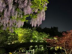 -嘉定紫藤园