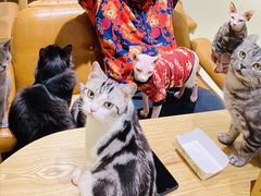 -藏猫猫咖啡主题馆(中央大道店)