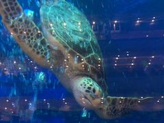 -成都浩海立方海洋公园