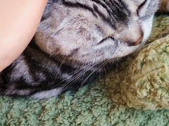 -有喵·猫咖·狗咖·30几只猫10只小狗(岗厦店)