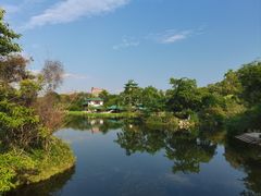 -桂湖森林公园