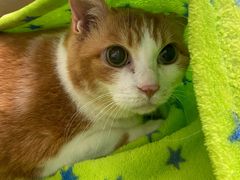 -凯特喵百思猫专科医院