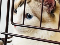 -熊小胖宠物生活馆(天华园店)