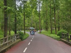 -黄海国家森林公园