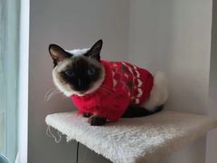 -喵zoo家庭繁育猫舍(尖东智能花园店)