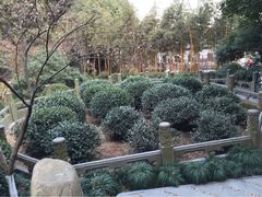 老龙井御茶园(老龙井店)-十八棵（老龙井）御茶园(老龙井店)