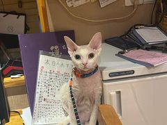 -稳座小料理(锦华街店)