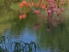 -芽庄珍珠岛游乐园