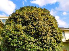 -昆山城市生态森林公园