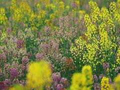 -中国天府农业博览园