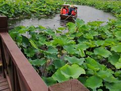 -荷塘月色湿地公园·向阳花洲