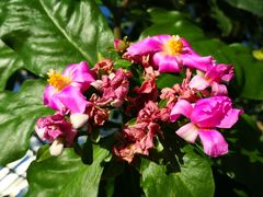 -国家植物园南园