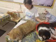 -平行世界·猫咖(首经贸店)