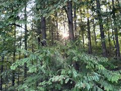 -桤木河湿地公园