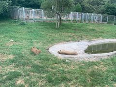 -西安秦岭野生动物园
