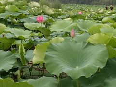 -三圣花乡旅游区