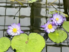 -国家植物园南园