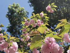 -上海佘山国家森林公园天马山园