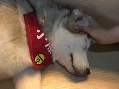 -Husky Go! 哈士奇体验馆·宠物咖啡厅狗咖