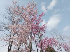 -顾村公园