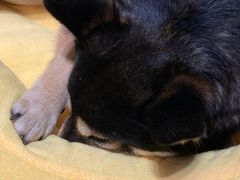 -逗柴咖啡屋·狗咖猫咖宠物桌游