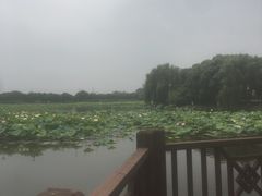 -荷塘月色湿地公园·向阳花洲
