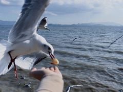 -深圳湾公园(南山区)