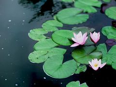 -国家植物园南园