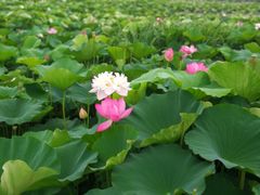 -荷塘月色湿地公园·向阳花洲