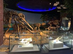 -安徽省地质博物馆