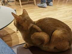 -MOCHA明星猫咖(田子坊店)