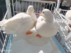 -共舞时光猫咖·狗咖(新街口店)