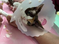 -北京观赏动物医院·24小时大型综合·猫专科·异宠专科