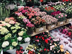 -秦美花卉(天朗·莱茵小城2期店)