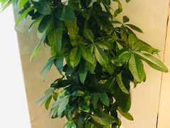 -淳SPA·精油按摩(蓝海御华大饭店)