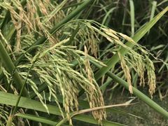 -迪茵湖田家舍生态农场