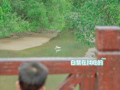 -大亚湾红树林城市湿地公园