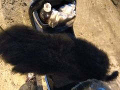 -佳百利宠物(荣乐中路115弄小区店)