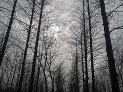 -合肥滨湖国家森林公园